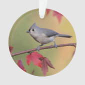 Büschelige Titmice Ornament (Vorderseite)