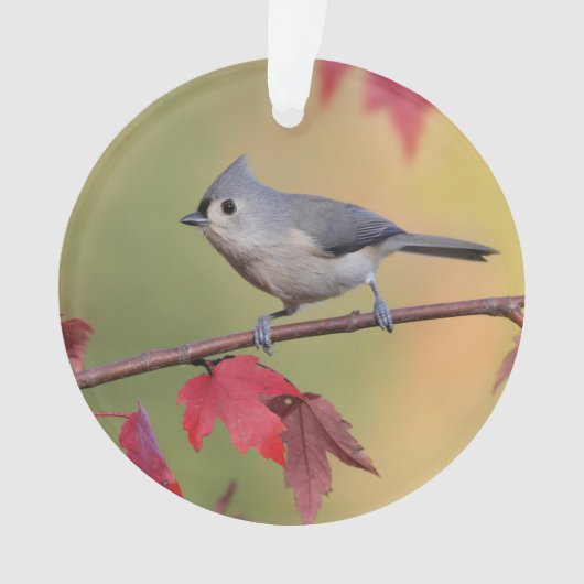 Büschelige Titmice Ornament (Vorderseite)