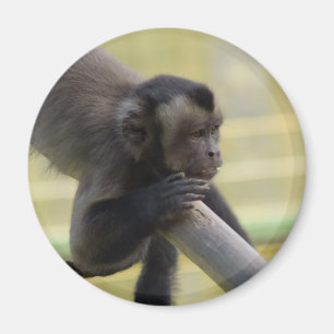 Büscheliger Capuchin-Affe-Magnet Magnet