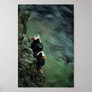 Büscheliger Papageientaucher-Paare Poster