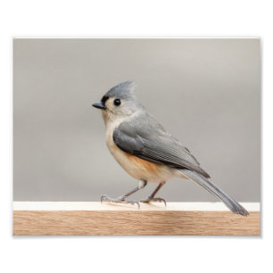 büscheliger Titmouse 10x8 Fotodruck