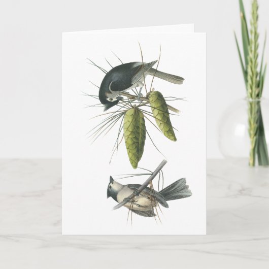 Büscheliger Titmouse, John Audubon Karte (Vorderseite)