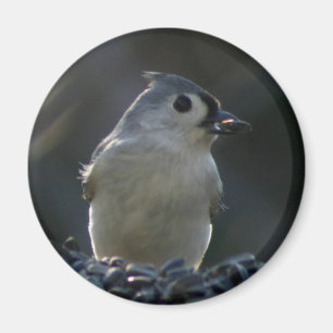 Büscheliger Titmouse Magnet