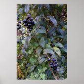 Buschfrucht Poster (Vorne)