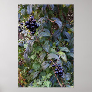 Buschfrucht Poster