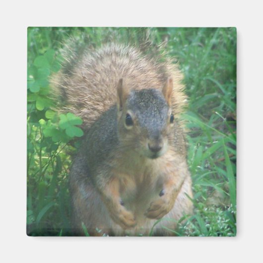 Buschmagnet Magnet (Vorne)