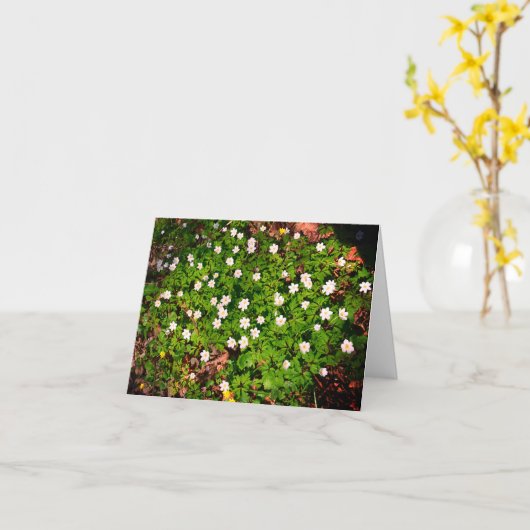 Buschwindröschen, hübsche weiße Frühlingsblume Karte (Gelbe Blume)