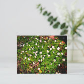 Buschwindröschen, hübsche weiße Frühlingsblume Postkarte (Stehend Vorderseite)