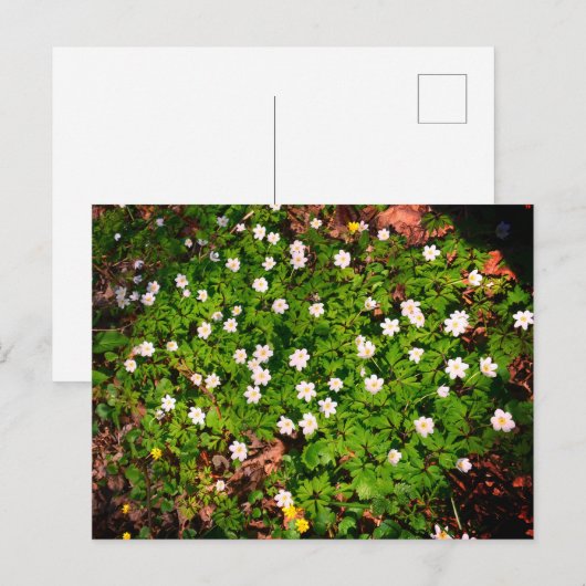 Buschwindröschen, hübsche weiße Frühlingsblume Postkarte (Vorne/Hinten)