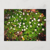Buschwindröschen, hübsche weiße Frühlingsblume Postkarte (Vorderseite)