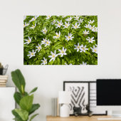 Buschwindröschen Poster (Heimbüro)