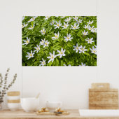 Buschwindröschen Poster (Küche)
