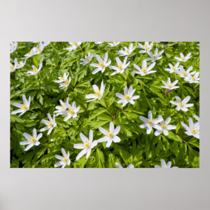 Buschwindröschen Poster