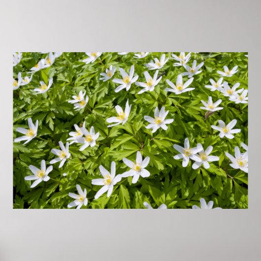 Buschwindröschen Poster (Vorne)