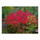 Bush brennen fotodruck (Vorne)