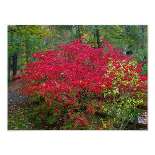 Bush brennen fotodruck (Vorne)