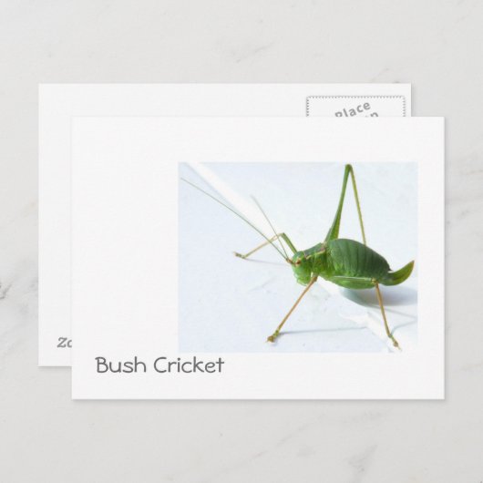 Bush Cricket Postcatrd Postkarte (Vorne/Hinten)