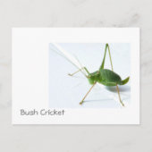Bush Cricket Postcatrd Postkarte (Vorderseite)