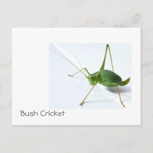 Bush Cricket Postcatrd Postkarte (Vorderseite)