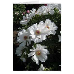 Bush der weißen Pfingstrosen