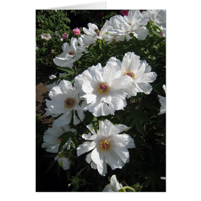 Bush der weißen Pfingstrosen (Vorne)