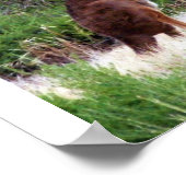 Bush Kangaroo Print Poster (Ecke)