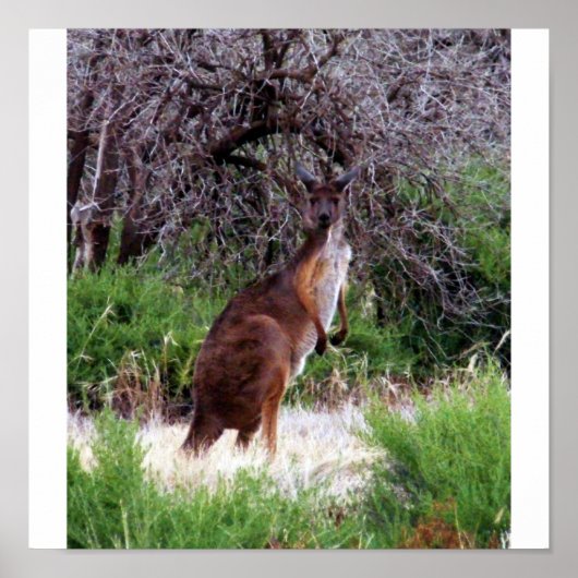 Bush Kangaroo Print Poster (Vorne)