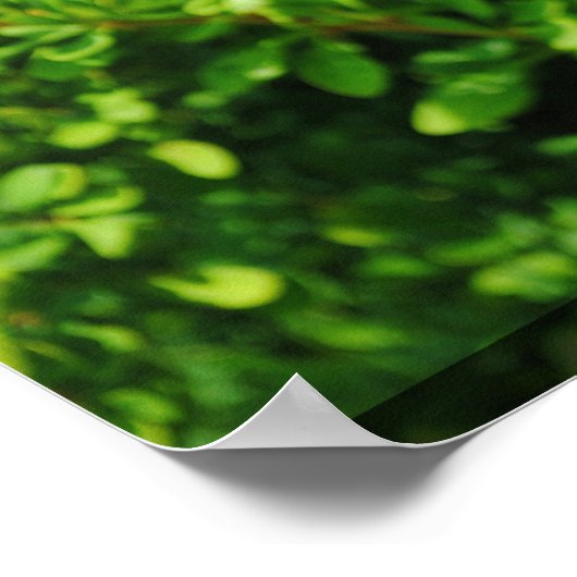 Bush nahe Lagoon. Poster (Ecke)