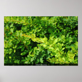 Bush nahe Lagoon. Poster