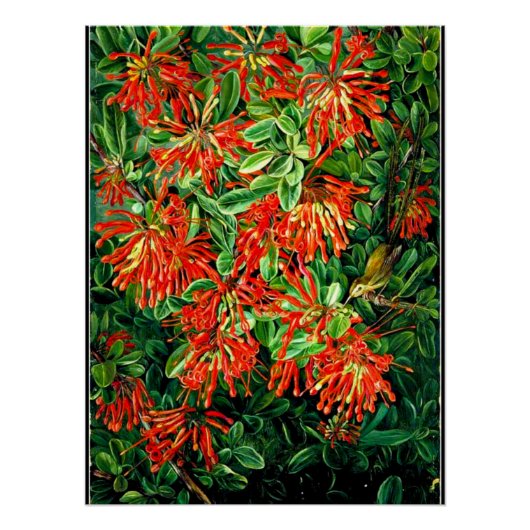 Bush und Emu Wren des Chilen, der schönen Kunst, Poster (Vorderseite)