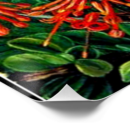 Bush und Emu Wren des Chilen, der schönen Kunst, Poster (Ecke)