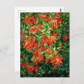 Bush und Emu Wren des Chilen, der schönen Kunst, Postkarte (Vorne/Hinten)