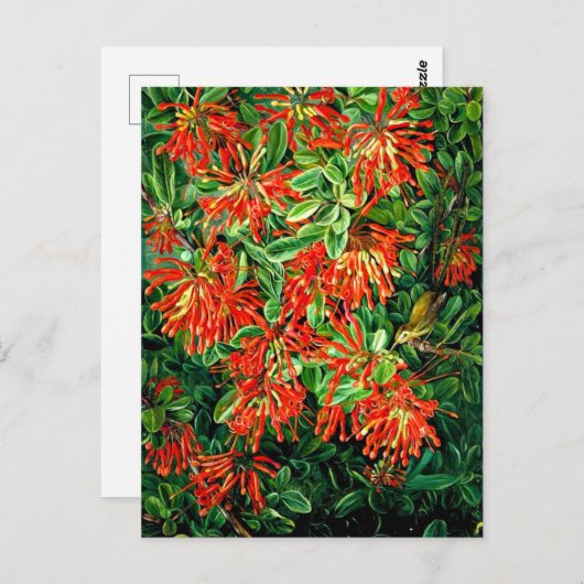 Bush und Emu Wren des Chilen, der schönen Kunst, Postkarte (Vorne/Hinten)