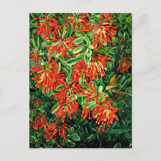 Bush und Emu Wren des Chilen, der schönen Kunst, Postkarte (Vorderseite)