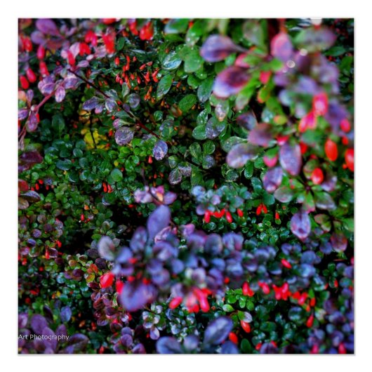 Bush verkörpern poster (Vorderseite)