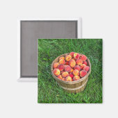 Bushel Basket of Fresh Peaches Magnet (Vorderseite/Rückseite)