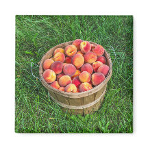 Bushel Basket of Fresh Peaches