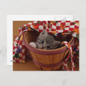 Bushel von Kitty Postkarte (Vorne/Hinten)