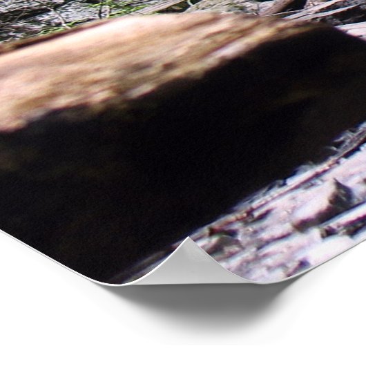 Bushkill Falls Poster (Ecke)