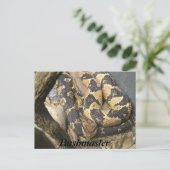 Bushmaster Postkarte (Stehend Vorderseite)