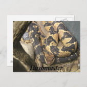 Bushmaster Postkarte (Vorne/Hinten)