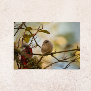 Bushtit Leere Grußkarte Feiertagskarte