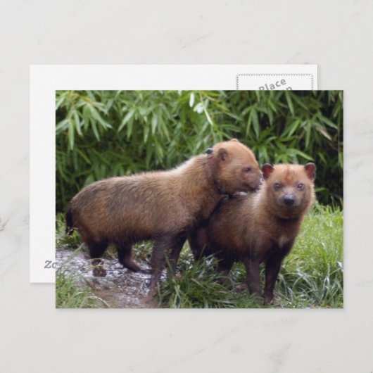 Bushund-b-1 Postkarte (Vorne/Hinten)