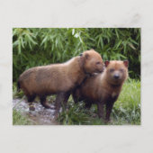 Bushund-b-1 Postkarte (Vorderseite)