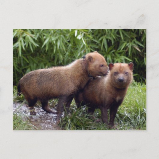 Bushund-b-1 Postkarte (Vorderseite)