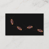 Business Cards für die Schädlingsbekämpfung mit Ko Visitenkarte (Rückseite)