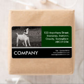 Business Foto - Dog Agog (Insitu)