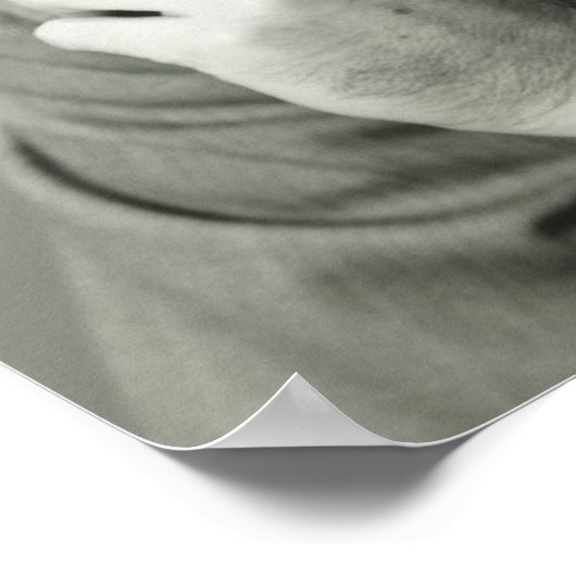 Businessman Smoking Cigar Poster (Ecke)