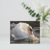 Busking Swan Postkarte (Stehend Vorderseite)