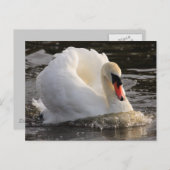 Busking Swan Postkarte (Vorne/Hinten)